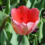Tulip of Red