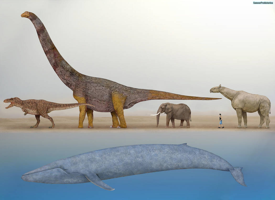 Blue Whale Size Comparison by SameerPrehistorica on DeviantArt