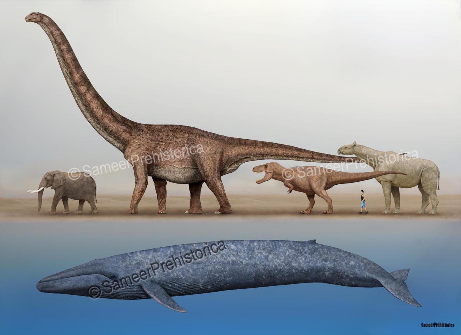 Blue Whale Size Comparison To Building at Gabriel Williamson blog