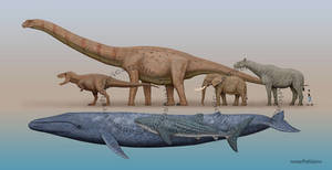 Blue Whale Size Comparison
