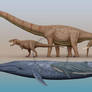 Blue Whale Size Comparison