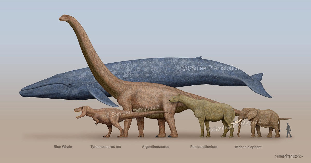 Blue Whale Size Comparison at Charli Blamey blog