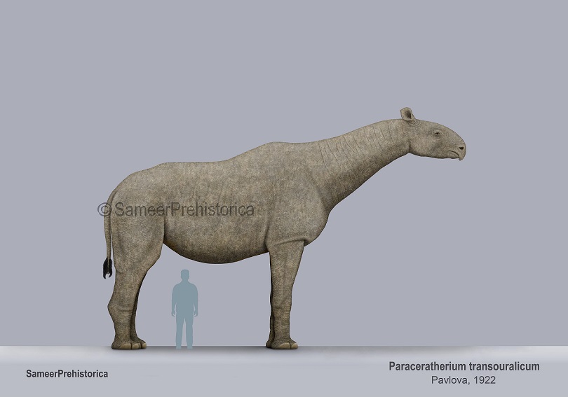 Paraceratherium Size