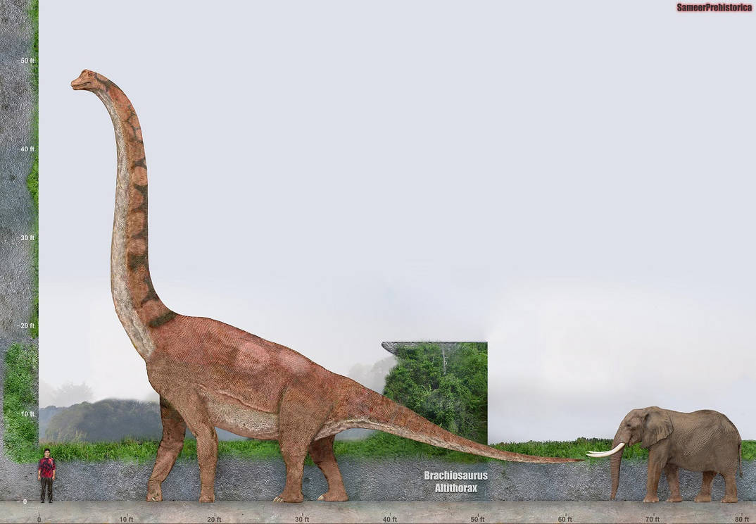 Brachiosaurus Size by SameerPrehistorica on DeviantArt