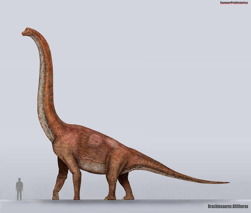 Brachiosaurus Size by SameerPrehistorica on DeviantArt
