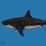 Megalodon Size