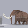 Woolly Mammoth Size