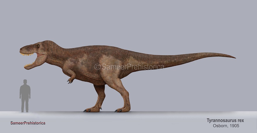 Tyrannosaurus Rex Size