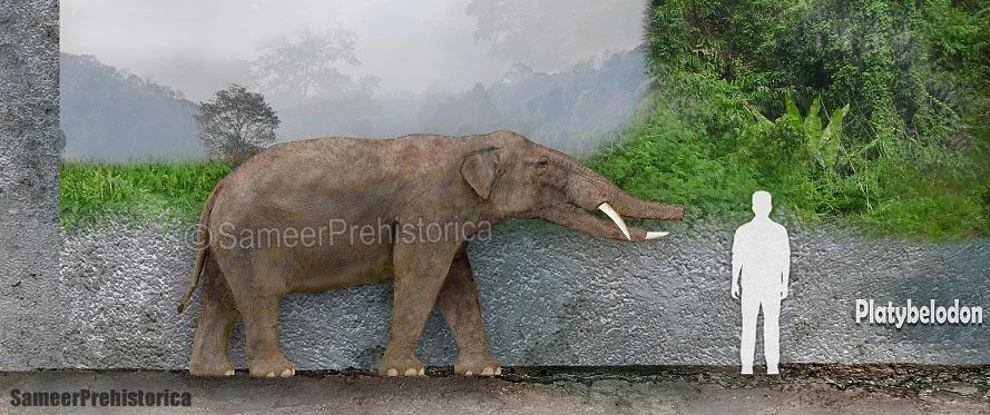 Beelemodon Size Platybelodon Size by SameerPrehistorica on DeviantArt