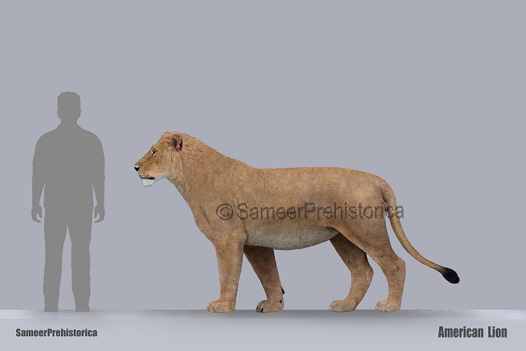 American Lion Size