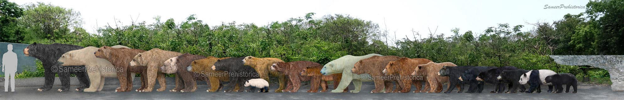 Ursidaye Explore the Best Ursidae Art | DeviantArt