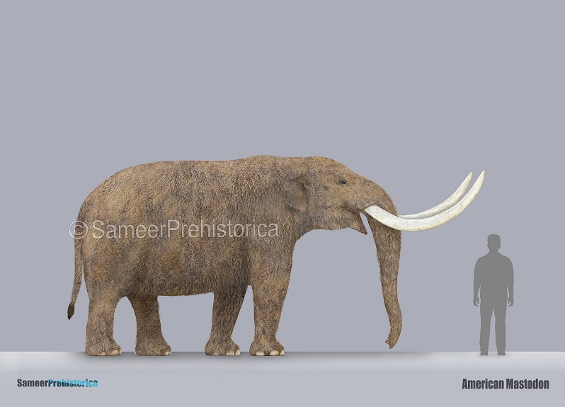 American Mastodon Size