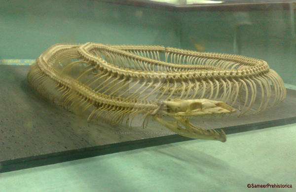 Python Skeleton p2 by SameerPrehistorica on DeviantArt