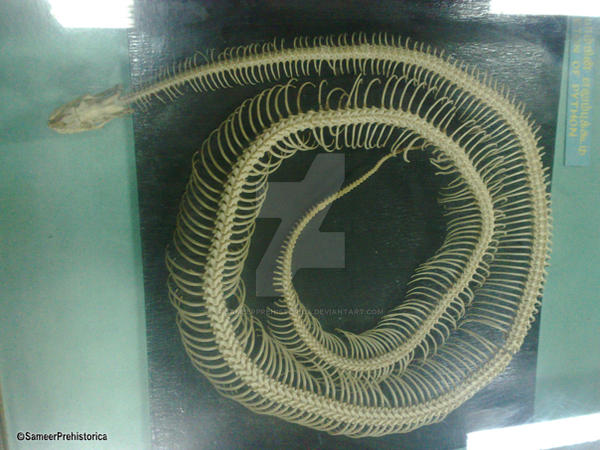 Python Skeleton by SameerPrehistorica on DeviantArt