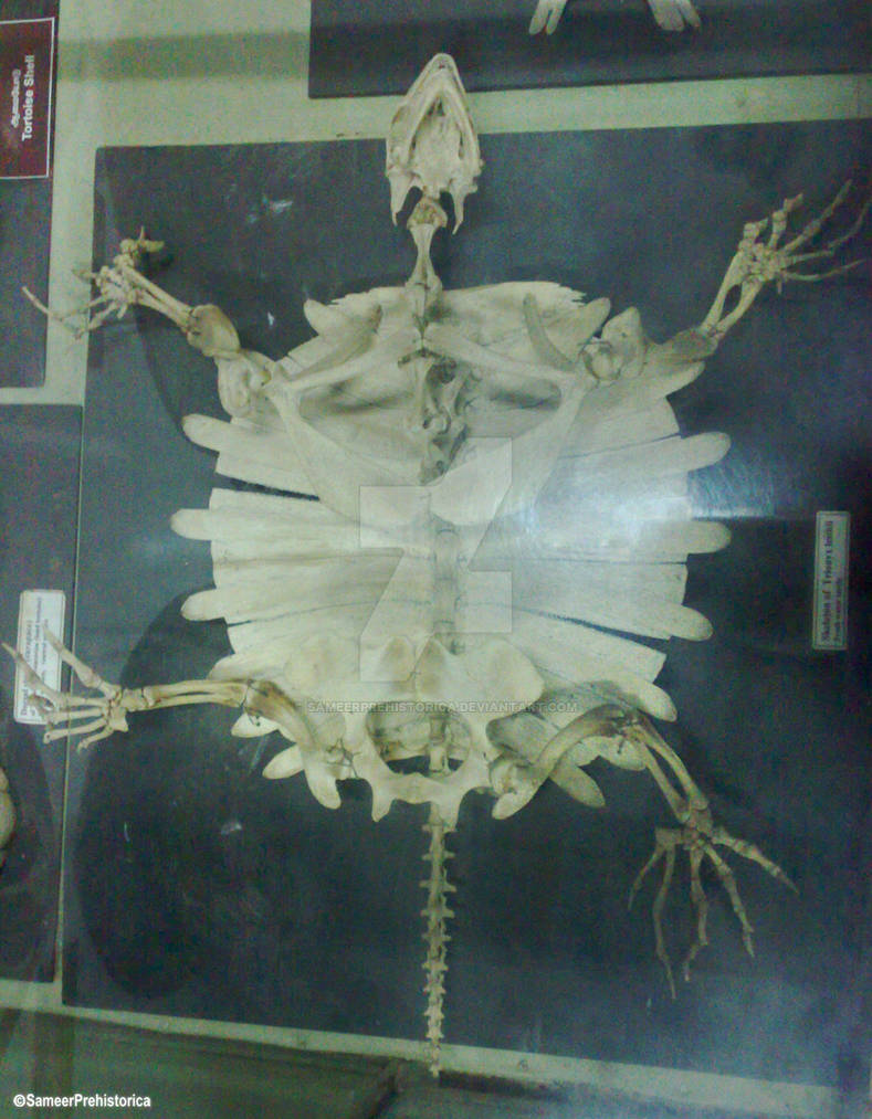 Deviantart Softshell Turtle Leith's softshell turtle Skeleton by SameerPrehistorica on DeviantArt