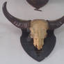 Gaur Skull