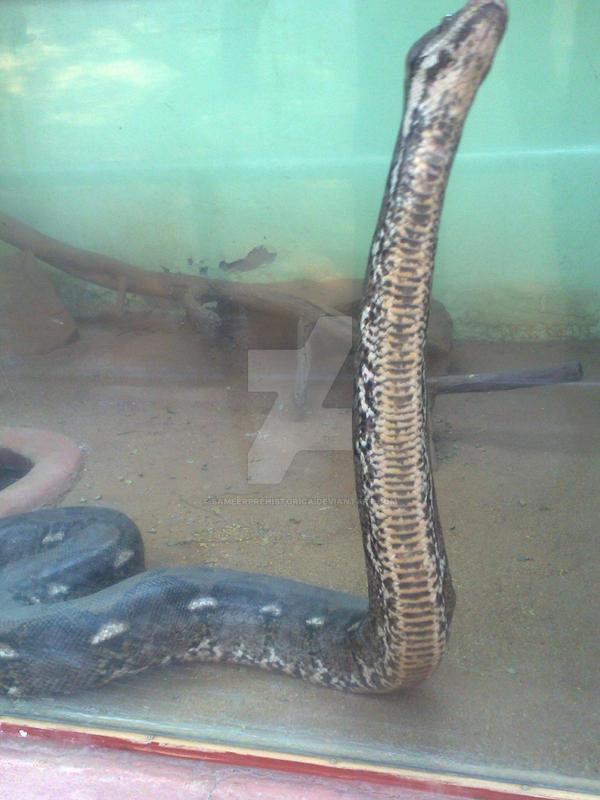 Reticulated Python by SameerPrehistorica on DeviantArt