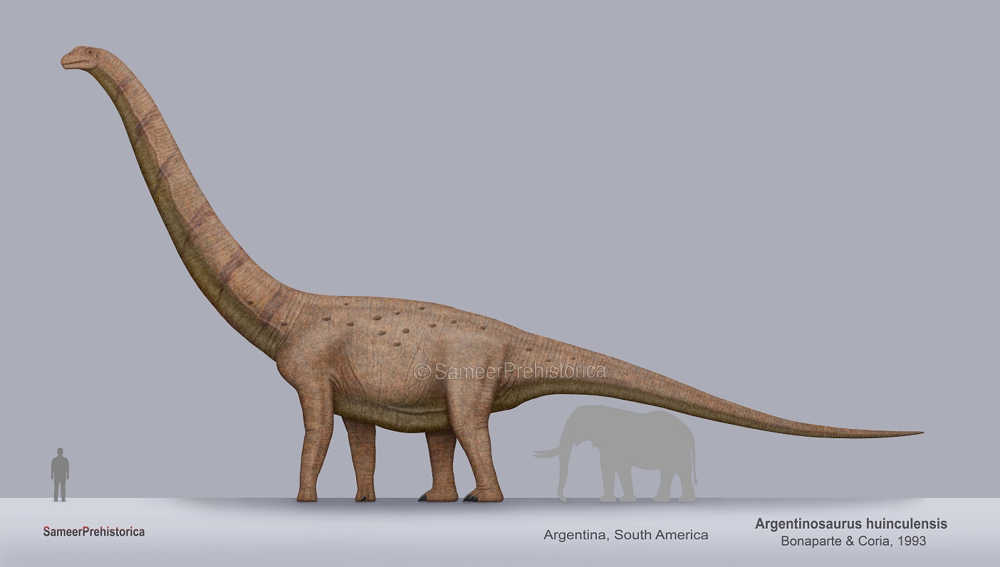 Argentinosaurus Size