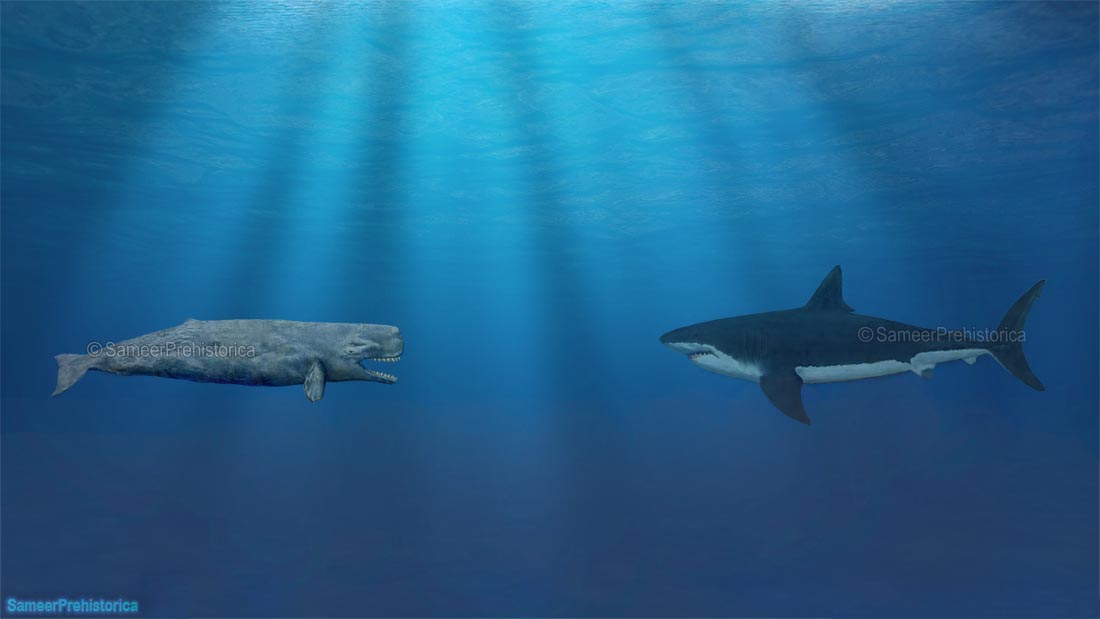 Livyatan vs Megalodon