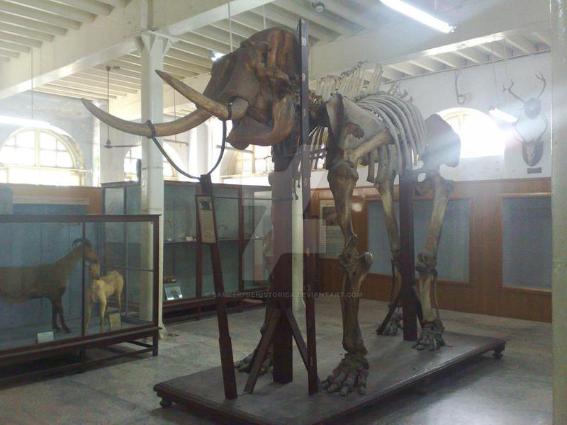 Male Asian Elephant Skeleton p5 by SameerPrehistorica on DeviantArt