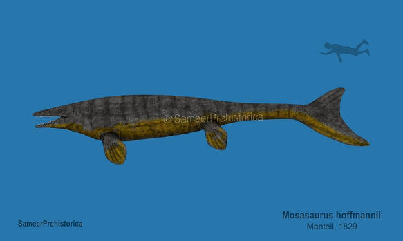 Mosasaurus Size