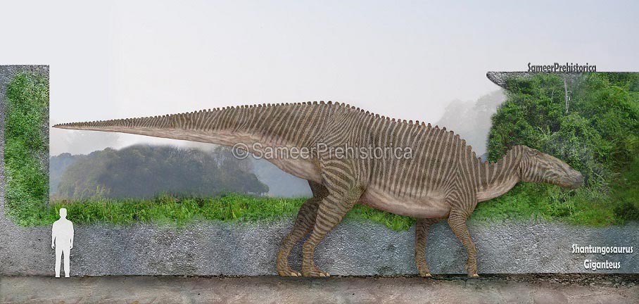 Shantungosaurus Size