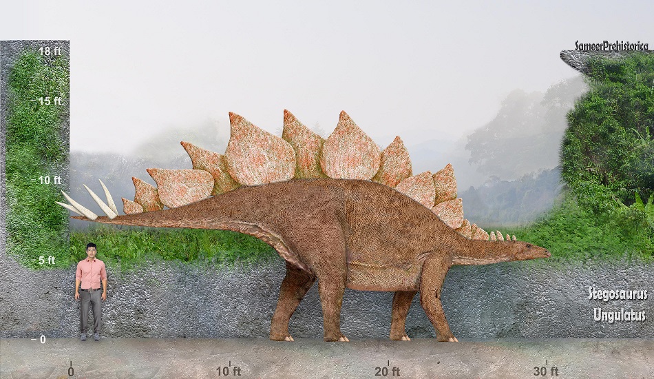 Stegosaurus Size by SameerPrehistorica on DeviantArt