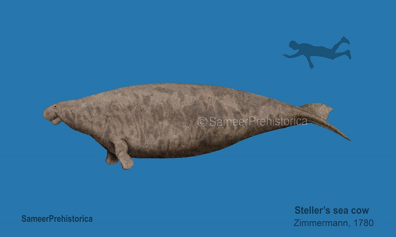 Steller's Sea Cow Size by SameerPrehistorica on DeviantArt