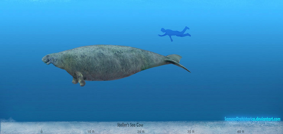 Steller's Sea Cow by SameerPrehistorica on DeviantArt