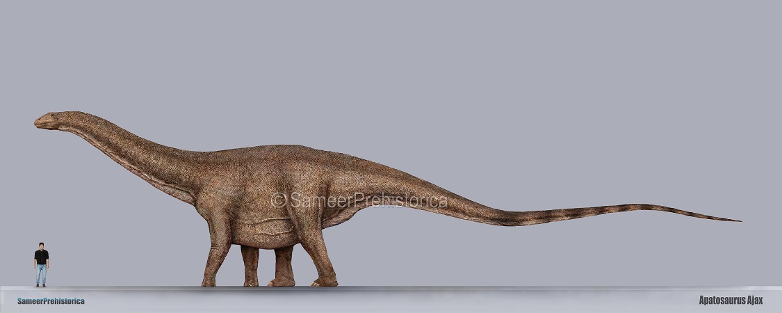 Apatosaurus Size