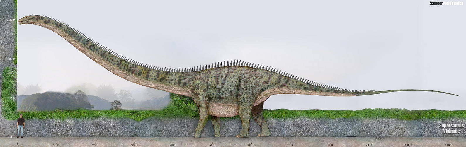 Supersaurus by SameerPrehistorica