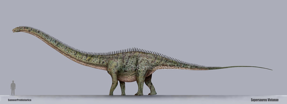 Supersaurus Size