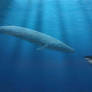 Blue Whale vs Megalodon