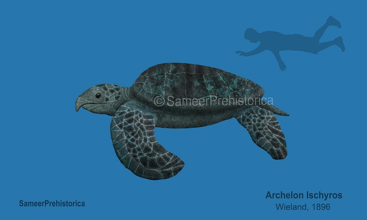 Archelon Rib Archelon Size by SameerPrehistorica on DeviantArt