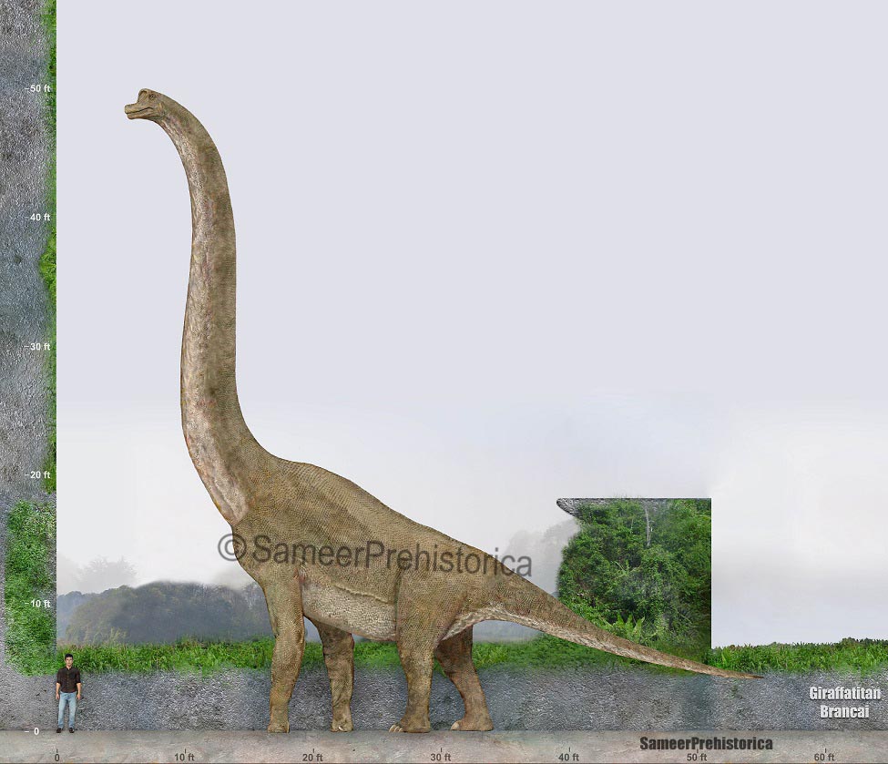 Giraffatitan Size By SameerPrehistorica On DeviantArt giraffatitan-size-by-sameerprehistorica-on-deviantart