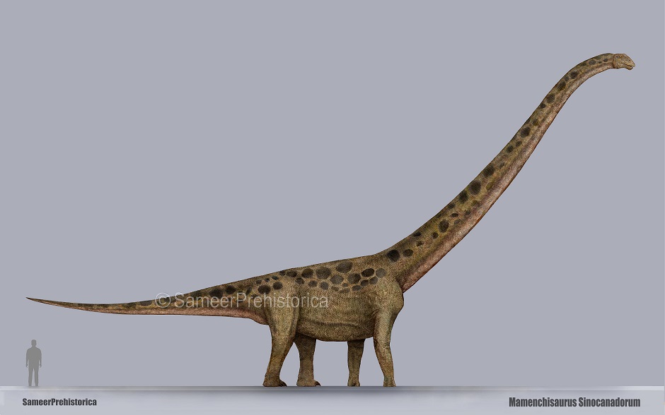 Mamenchisaurus Size