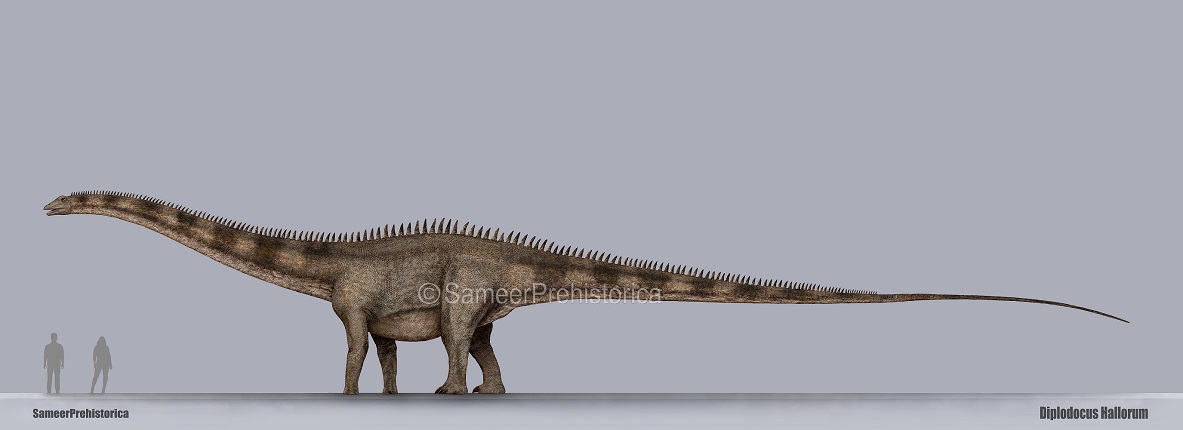 Diplodocus Size