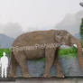Stegodon Ganesha Size