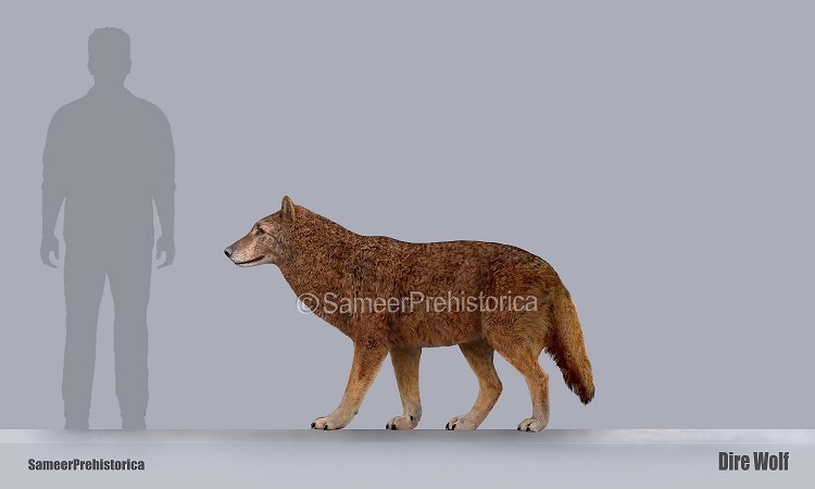 Dire Wolf Size Compared To Grey Wolf