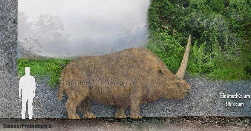 Elasmotherium Sibiricum Size By SameerPrehistorica On DeviantArt elasmotherium-sibiricum-size-by-sameerprehistorica-on-deviantart