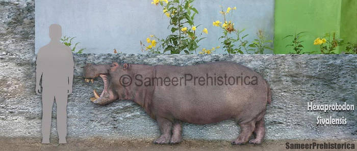 Explore the Best Hexaprotodon Art DeviantArt