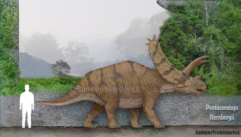 Pentaceratops Size By SameerPrehistorica On DeviantArt pentaceratops-size-by-sameerprehistorica-on-deviantart