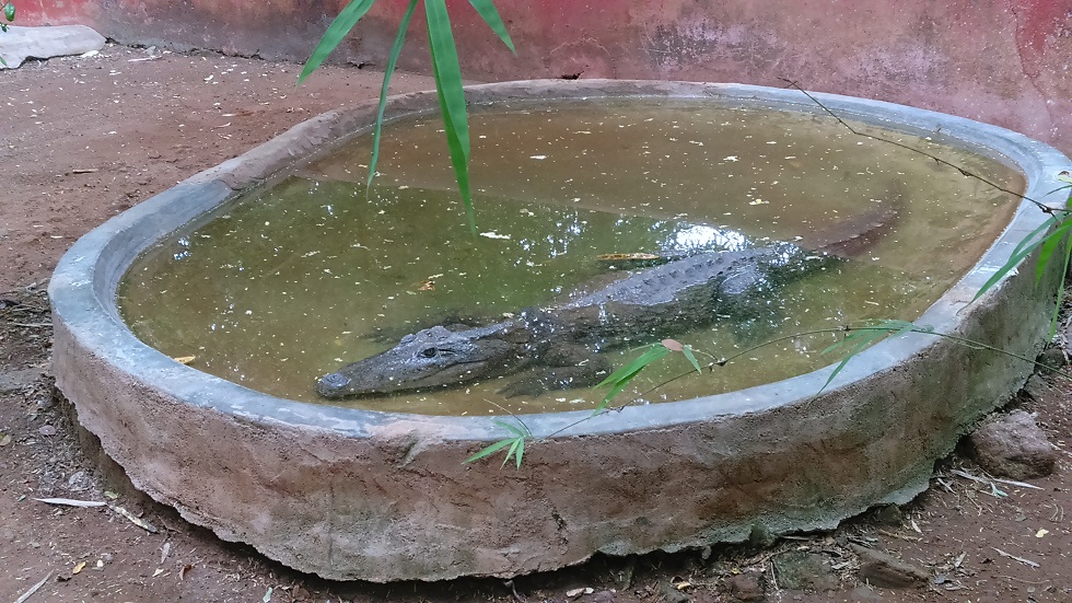 Mugger Crocodile