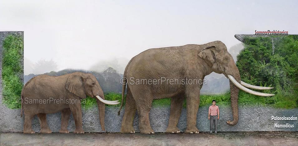 Palaeoloxodon Namadicus Size by SameerPrehistorica on DeviantArt