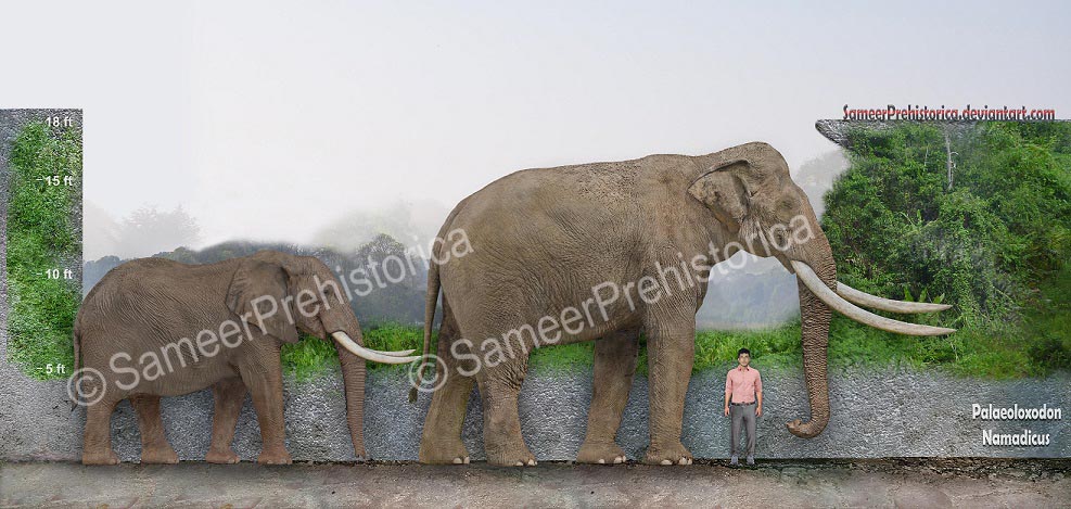 Palaeoloxodon Namadicus Size by SameerPrehistorica on DeviantArt