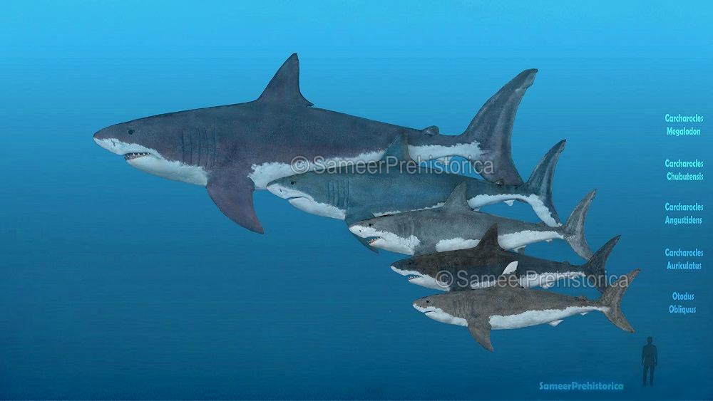 Evolution of Megalodon by SameerPrehistorica on DeviantArt
