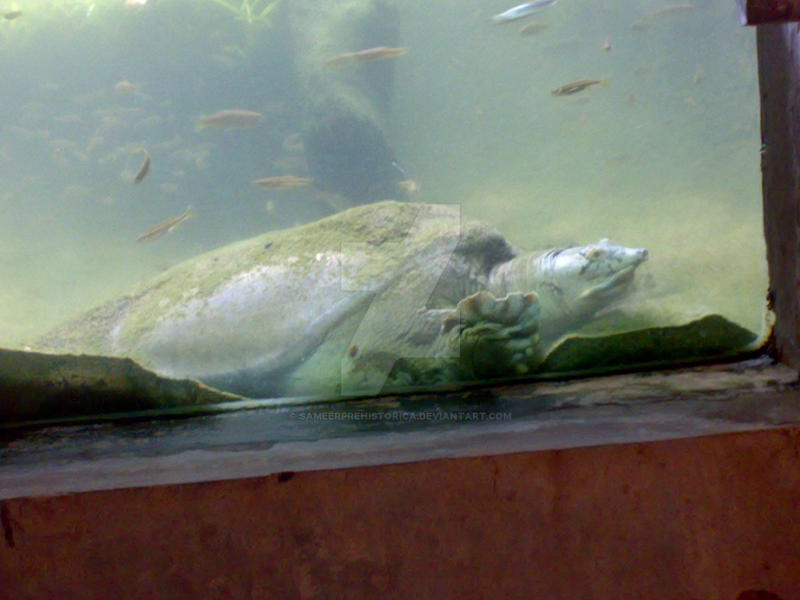 Ganges soft shelled turtle by SameerPrehistorica on DeviantArt