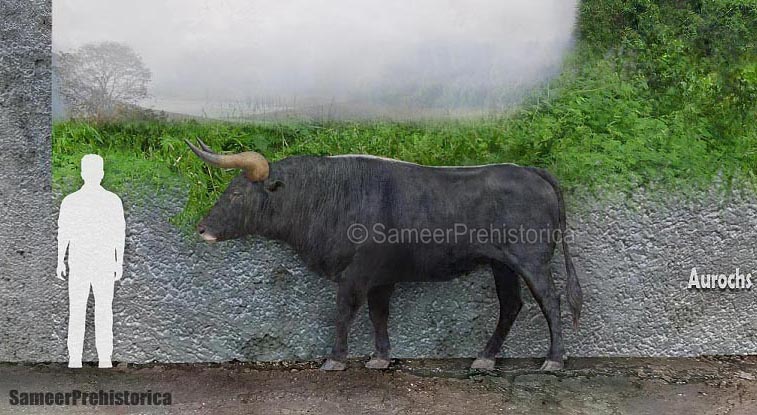 Aurochs Size