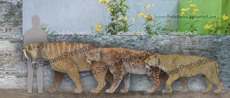 Smilodon species