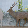 Sambar Deer Size